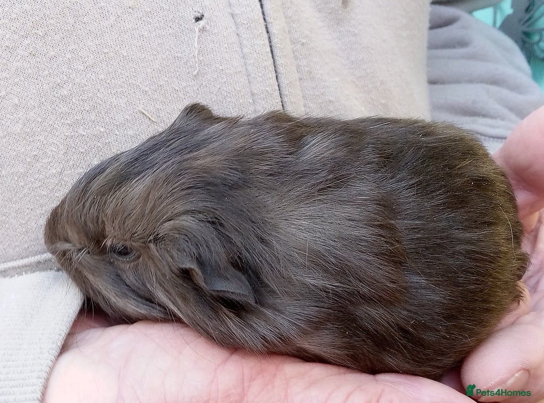 Guinea Pig rodents for sale: Sheltie female guinea pigs - Image 4
