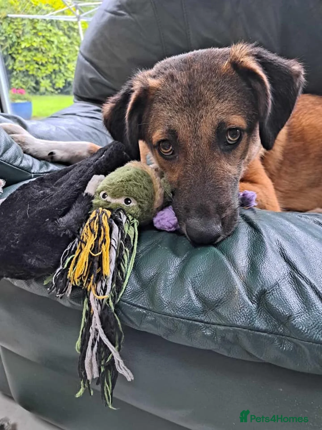 Mixed Breed dogs for adoption: Levi - Norwich Norfolk  - Advert 27