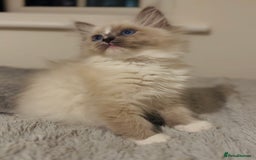 Ragdoll cats for sale: 💙🐾Tica full Pedigree🐾EU Ragdoll 🐱🐾DNA Clear❤️ - Image 17