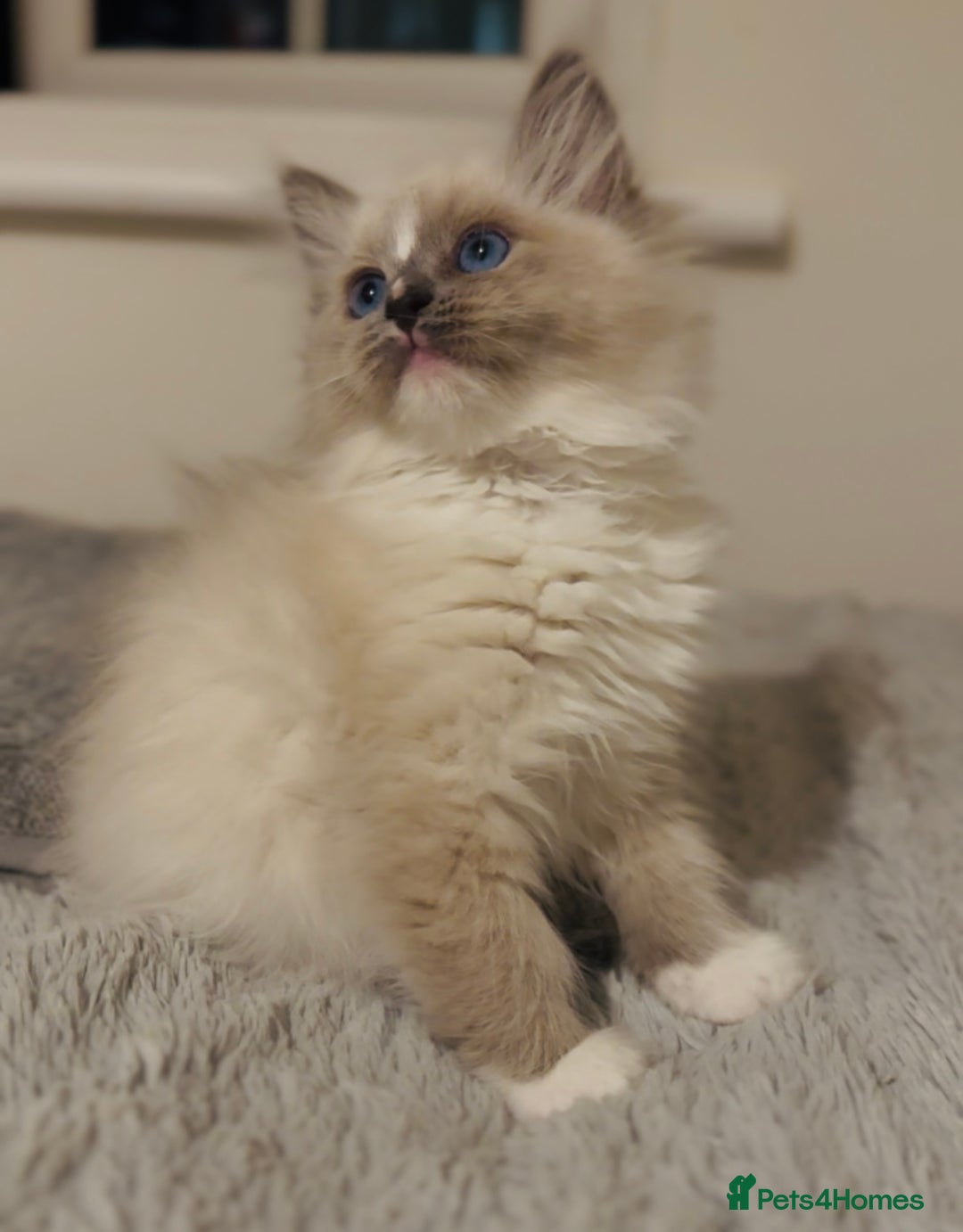 Ragdoll cats for sale: 💙🐾Tica full Pedigree🐾EU Ragdoll 🐱🐾DNA Clear❤️ - Image 17