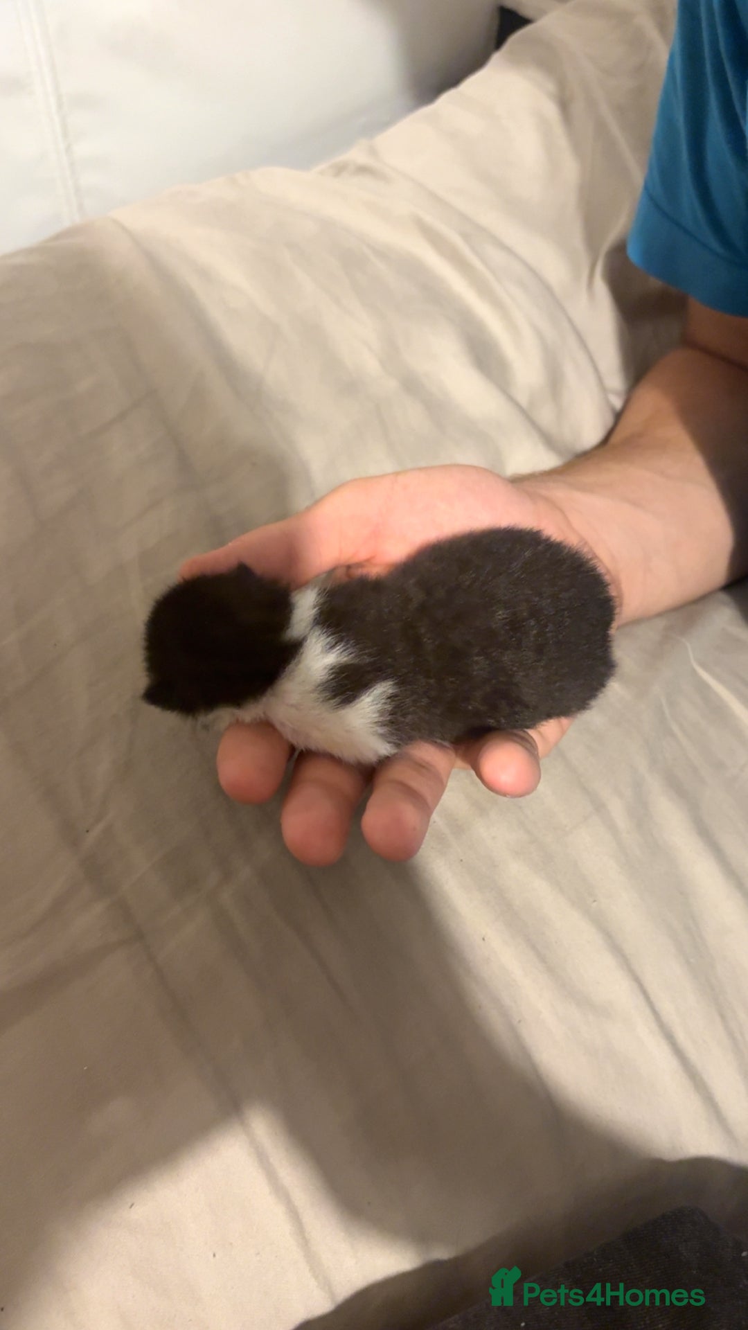 Mixed Breed cats for sale: 4 kittens for sale  - Image 5