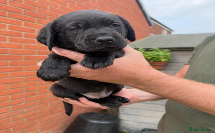 Labrador Retriever dogs - Advert 13