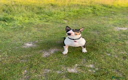 Bull Terrier dogs for sale: Playful bully’s  - Image 10