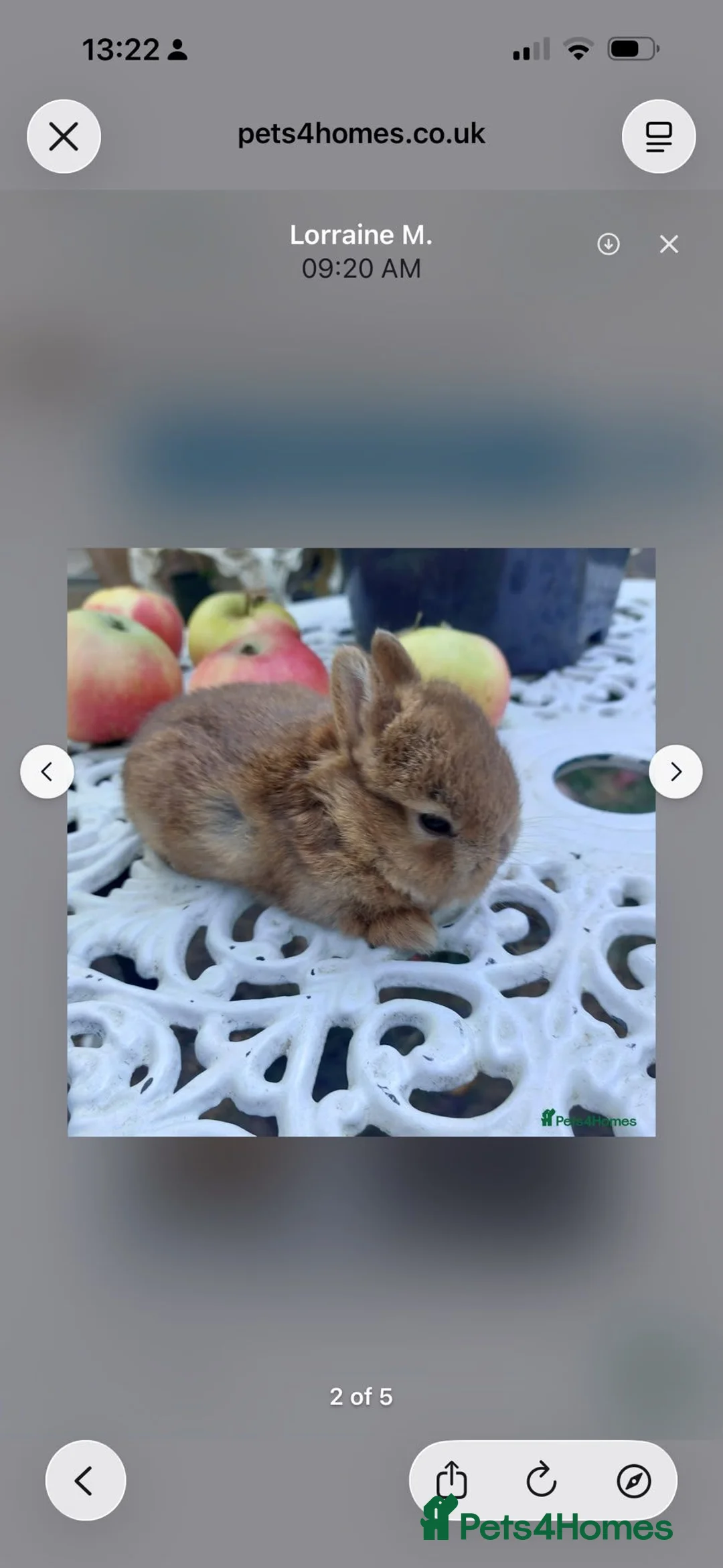 Netherland Dwarf rabbits for sale: NEATHERLAND DWARF X BABIES - Advert 7