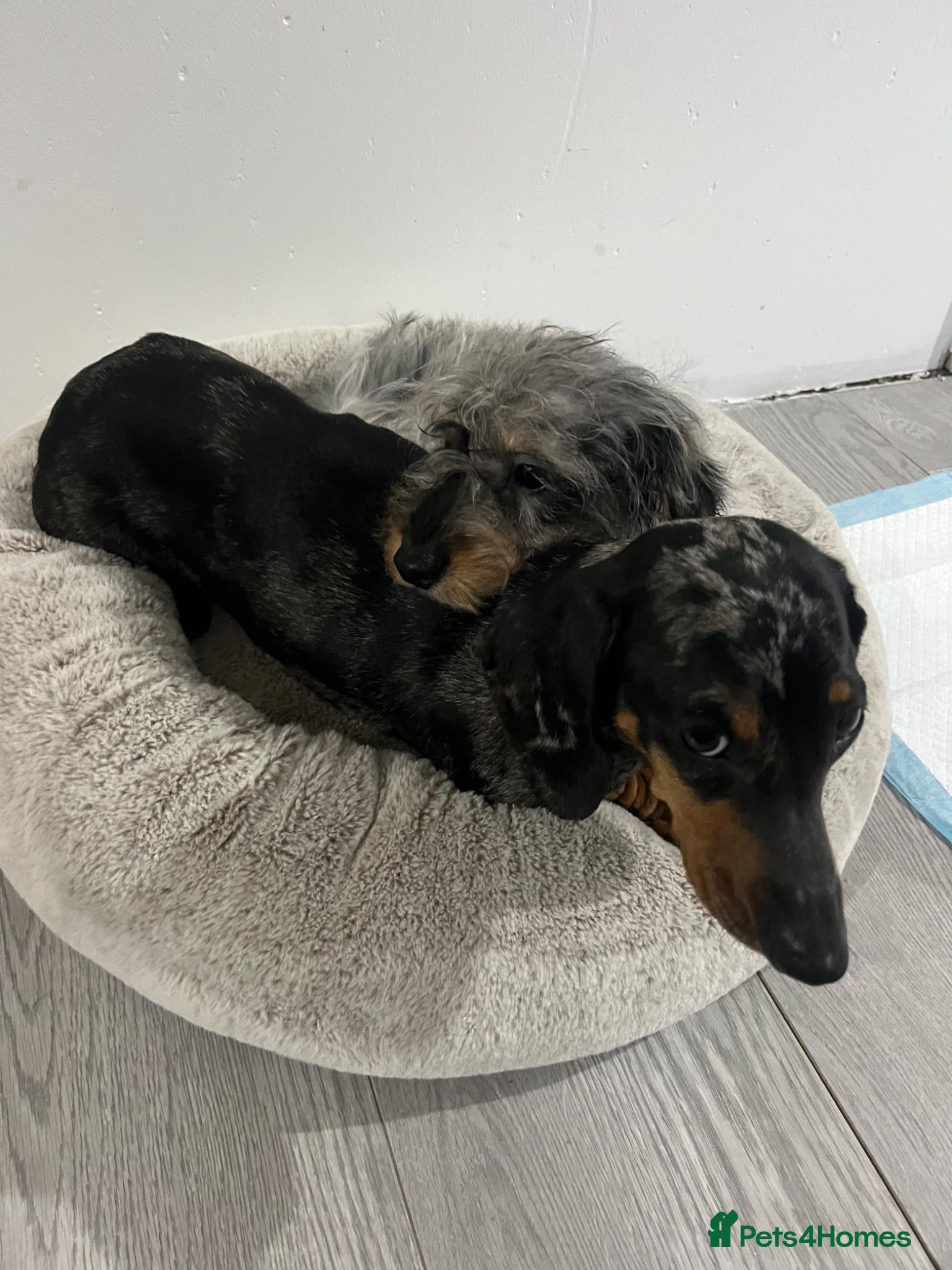 Dachshund dogs Long hair Dachshund  - Advert 1