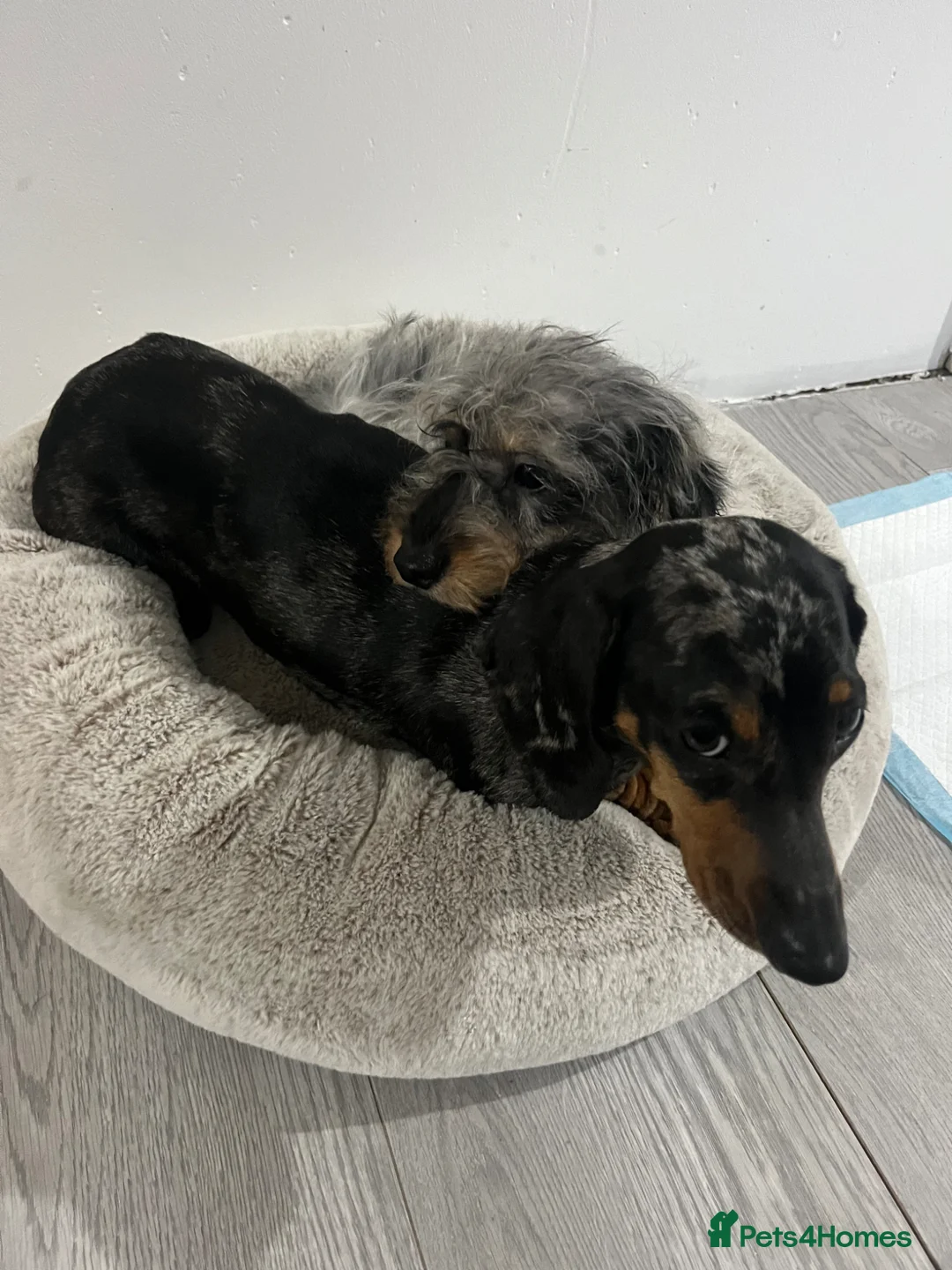 Dachshund dogs for sale: Long hair Dachshund  - Advert 1