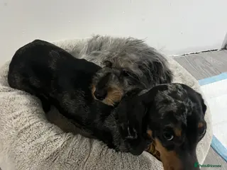 Dachshund dogs Long hair Dachshund - Advert 1