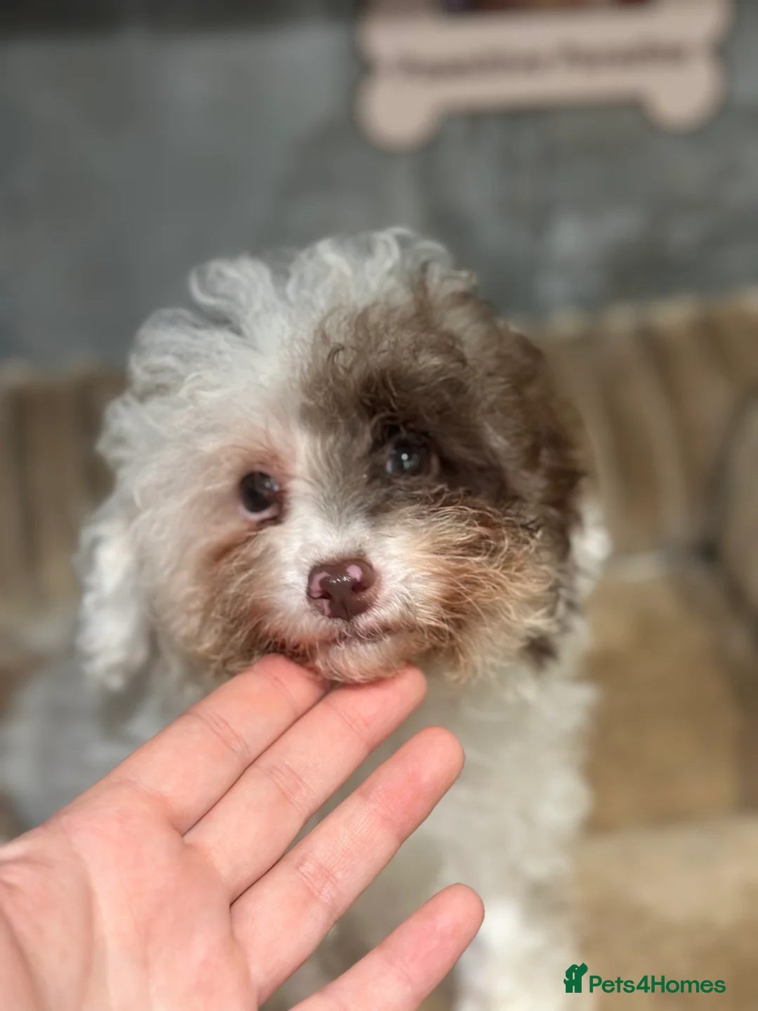 Cavapoo dogs for sale: Exceptional F2 Cavapoo Puppies - HomeRaised  - Advert 17
