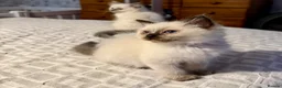 Ragdoll cats for sale:  Ragdoll kittens  - Advert 5