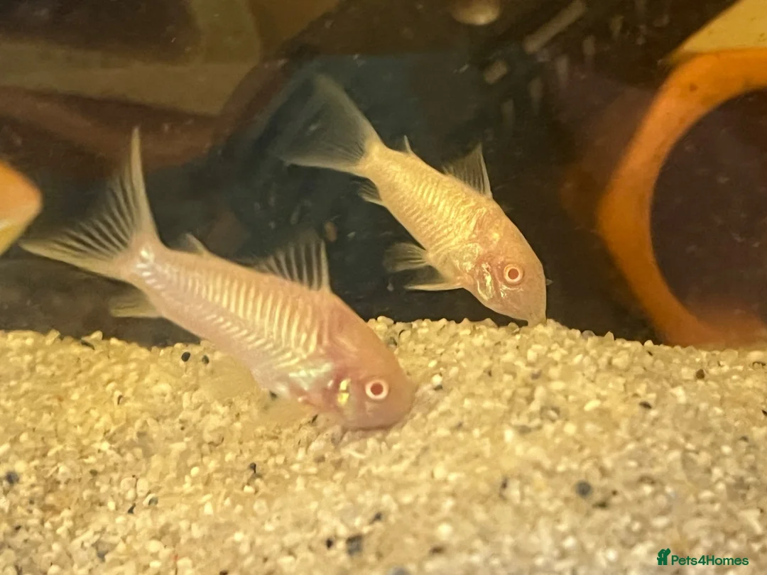 Corys fish for sale: Albino iridescent corys. £8 - Advert 2