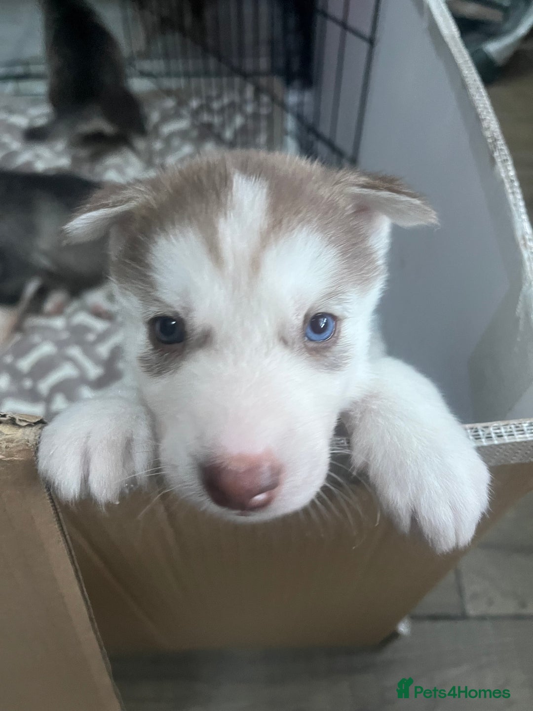 Siberian Husky dogs for sale: Siberian Husky puppies  - Advert 16