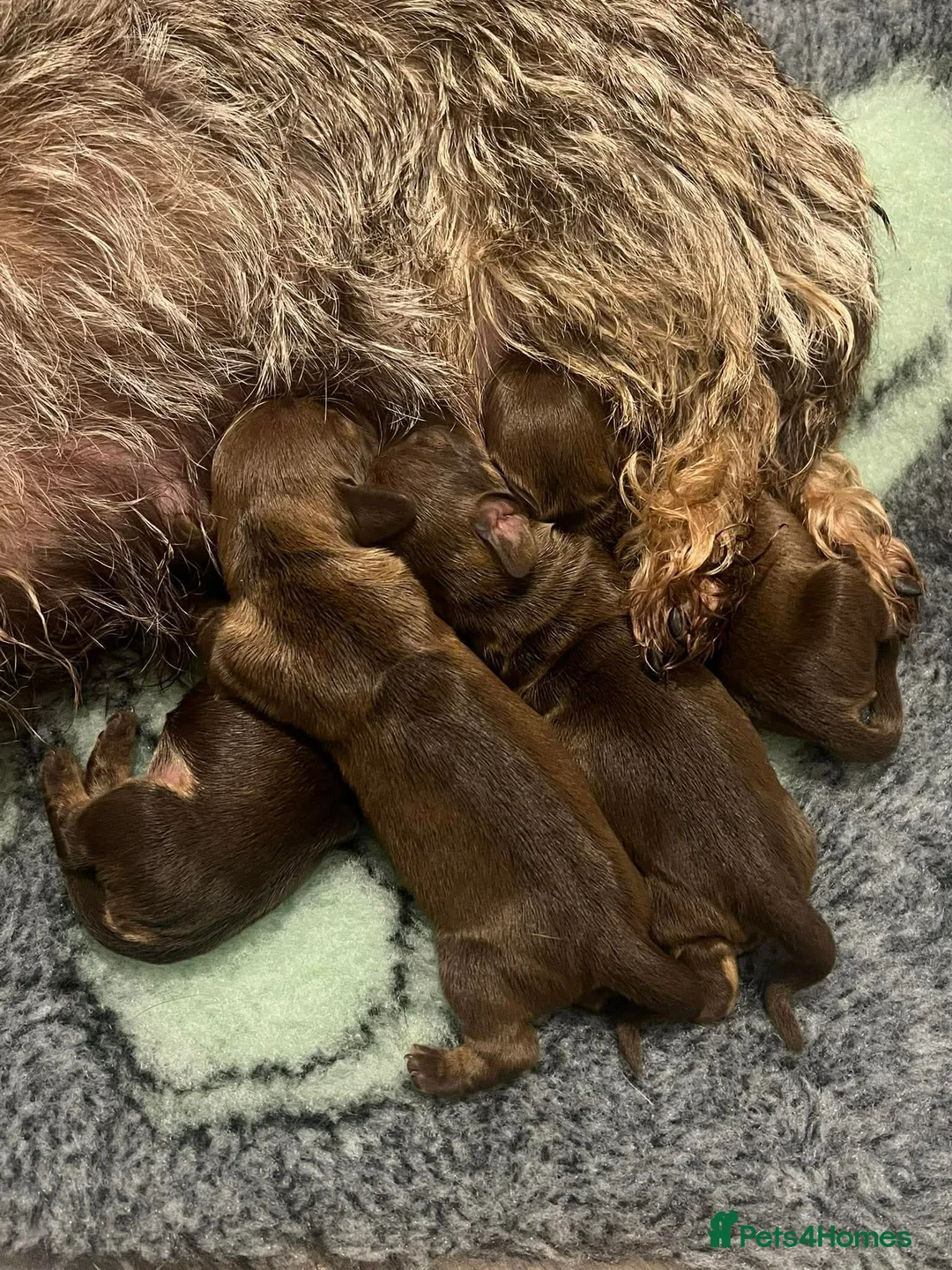 Miniature Dachshund dogs for sale: Super miniature wire hairs  - Advert 6