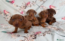 Miniature Dachshund dogs for sale: Dachshund puppy’s for sale - Image 14