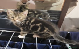 Mixed Breed cats for sale: 2 boys and 1 girl - Image 11