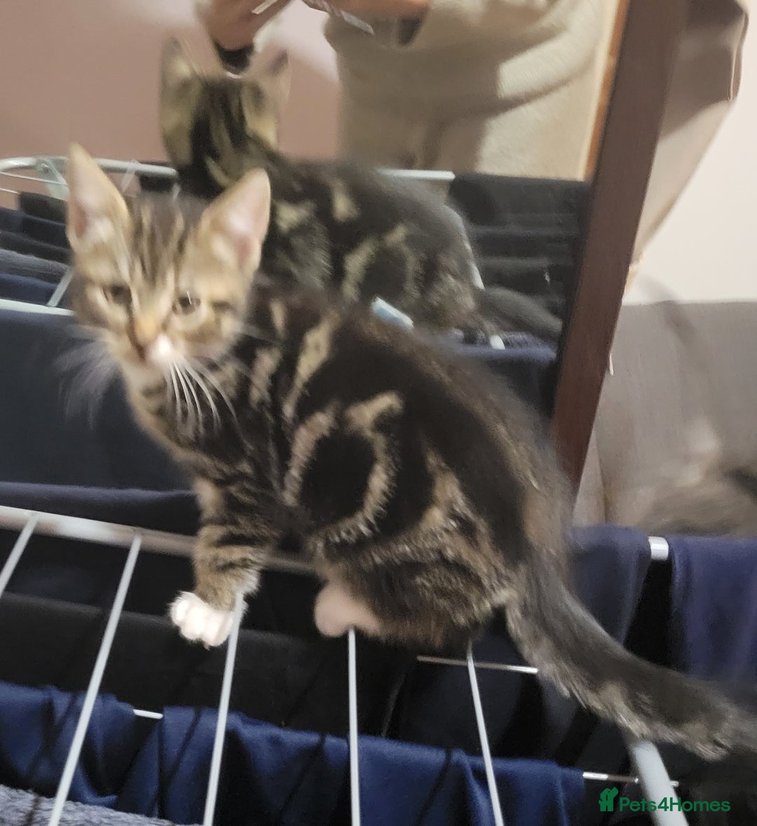 Mixed Breed cats for sale: 2 boys and 1 girl - Image 11