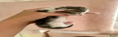 Siberian 1