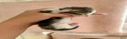 Siberian cats for sale: Three gorgeous kittens!  - Advert 2