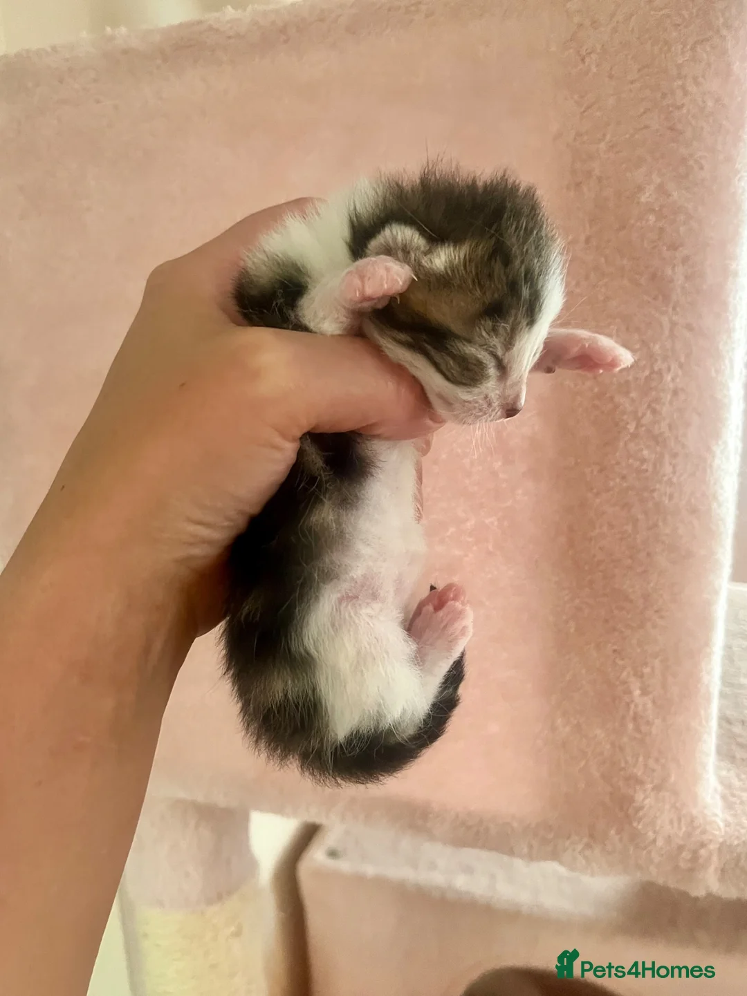 Siberian cats for sale: Three gorgeous kittens!  - Advert 2