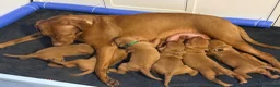 Hungarian Vizsla dogs for sale: Part Trained Daisy’s 2nd litter Hungarian vizsla - Advert 15