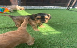 Cockapoo dogs for sale: F1 COCKAPOO PUPPIES 5🌟 LICENSED BREEDER  - Image 13