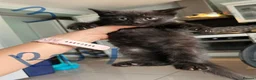 Mixed Breed cats for sale: Beautiful Playful Kittens - Advert 3