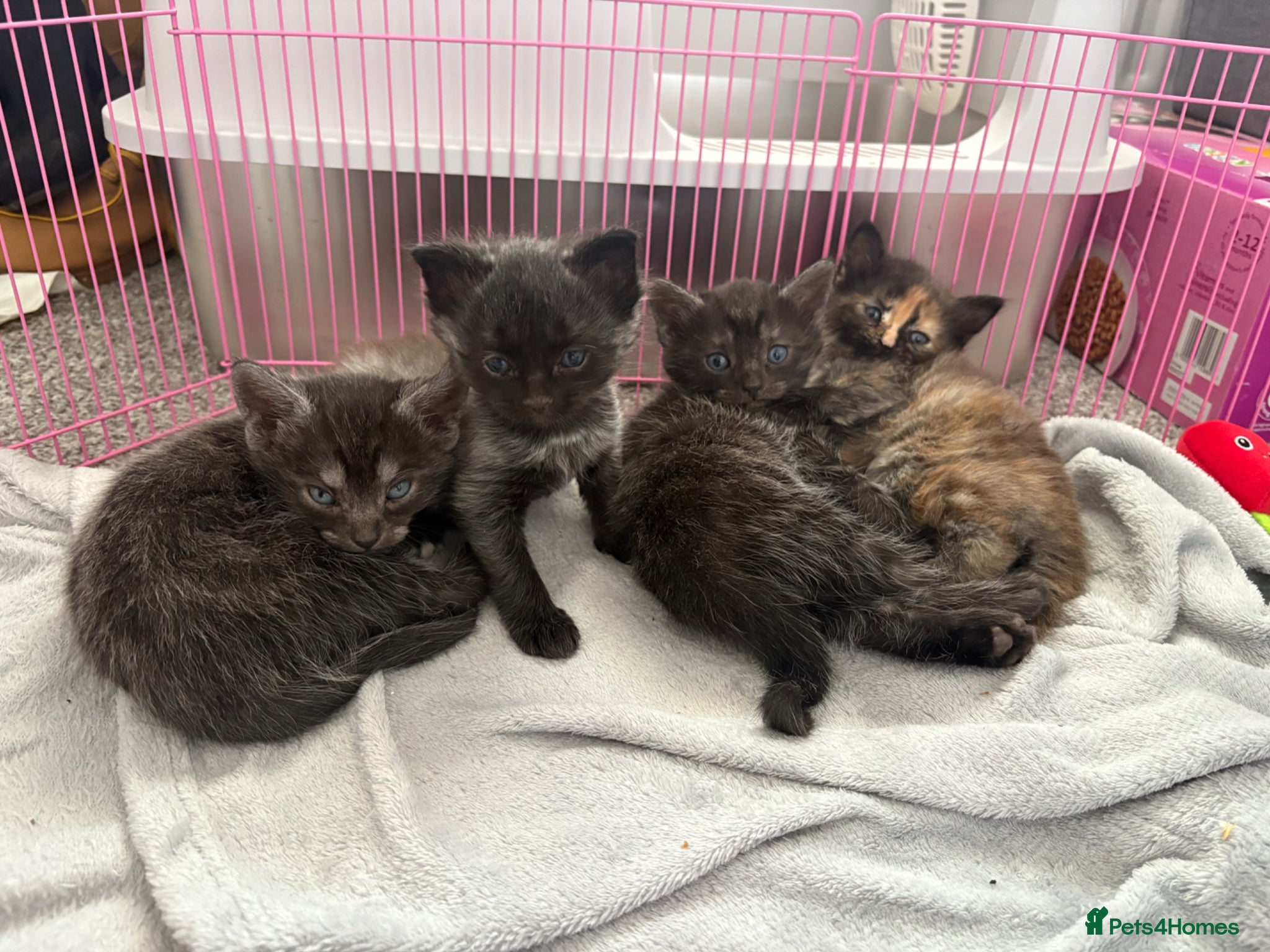 Mixed Breed cats British shorthair X 1/4 Maine coon - Advert 20