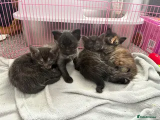 Mixed Breed cats British shorthair X 1/4 Maine coon - Advert 20