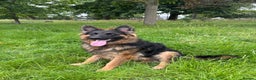 German Shepherd dogs for sale: Rehoming 1 Year Old Male German Shepherd - Advert 27