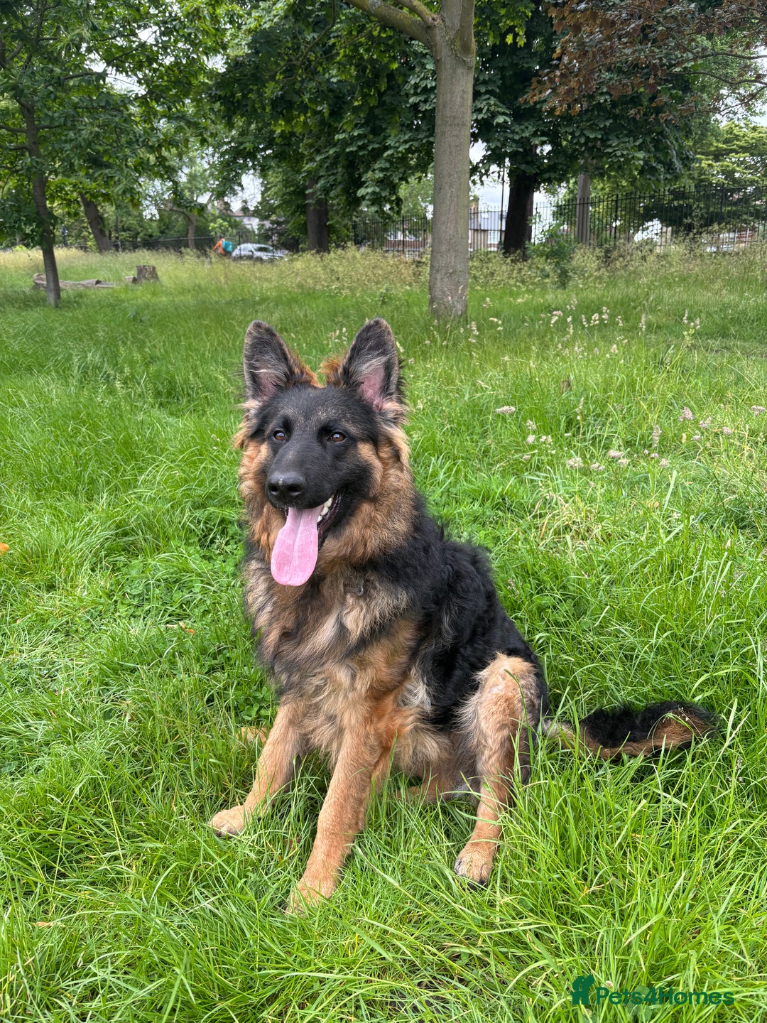 German Shepherd dogs for sale: Rehoming 1 Year Old Male German Shepherd - Advert 27