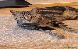 Domestic Shorthair cats for sale: Male kitten 8 weeks old  - Image 5