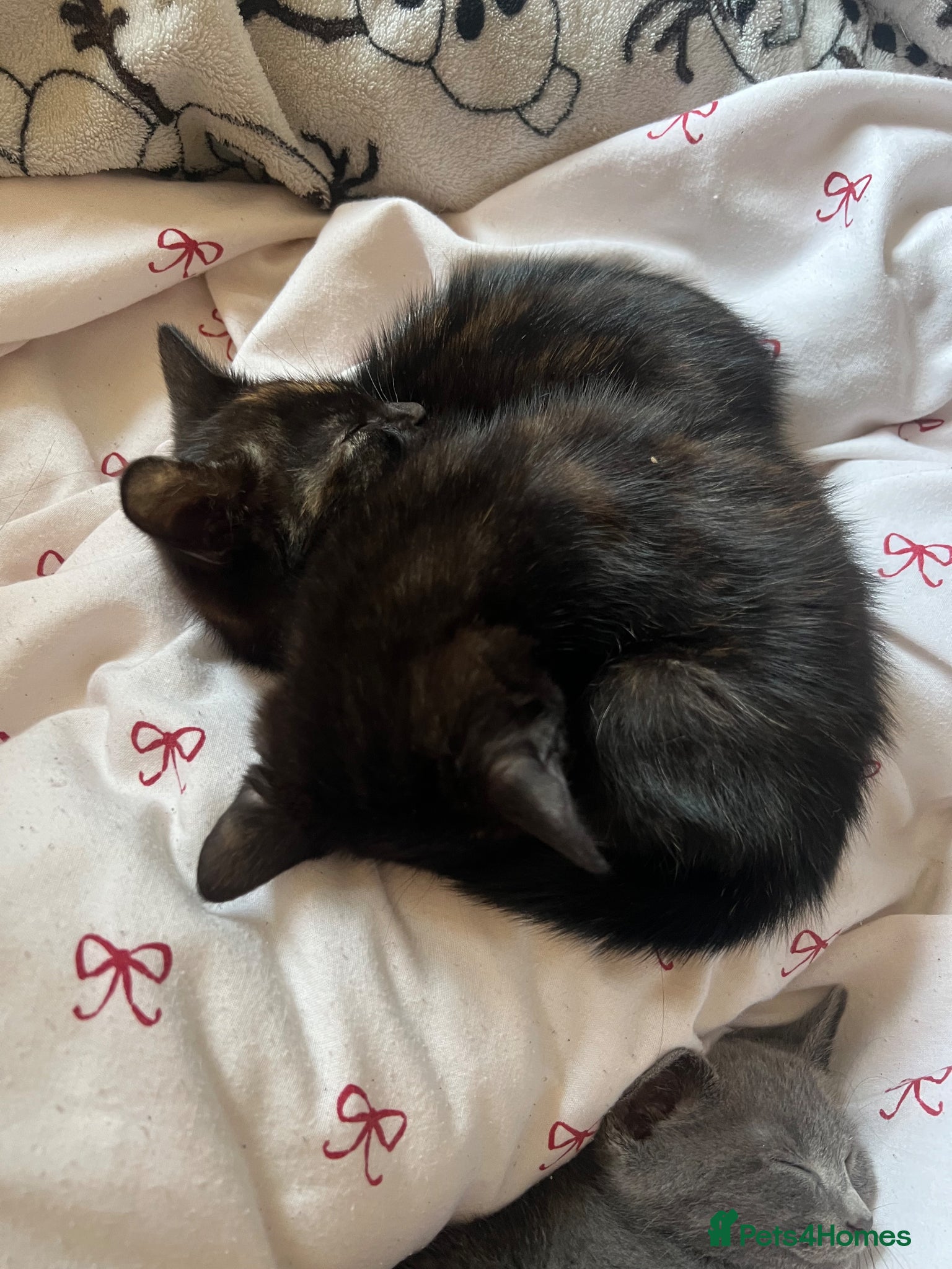 Mixed Breed cats 2 female kittens ready now  - Advert 23