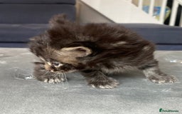Maine Coon cats for sale: Beautiful Maine coon kittens for sale - Image 5