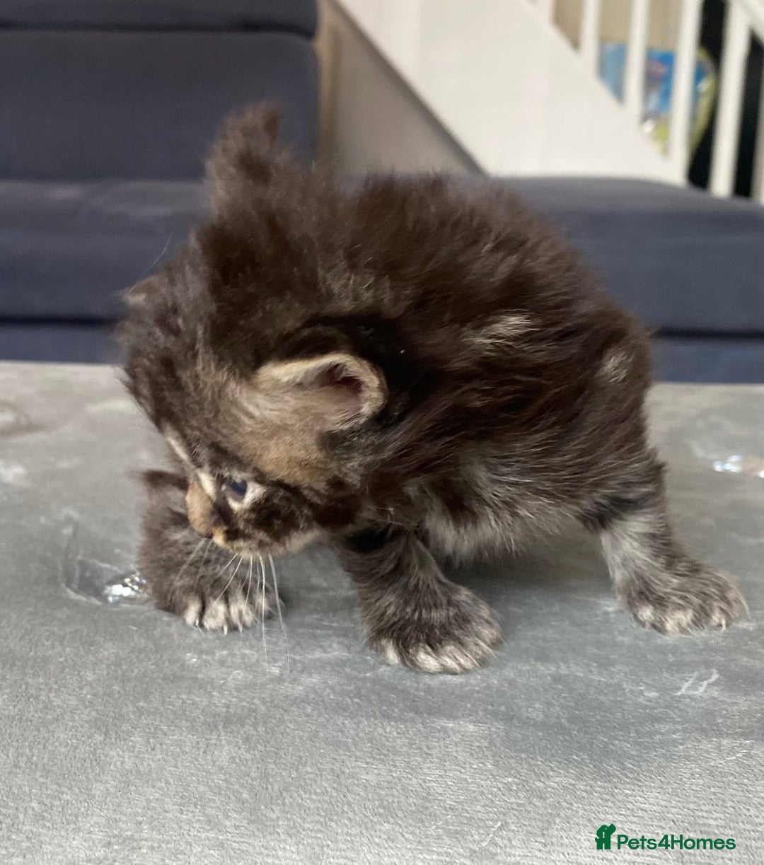 Maine Coon cats for sale: Beautiful Maine coon kittens for sale - Image 5