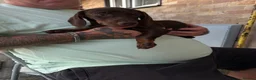 Dachshund dogs for sale: Dashhound in Woking - Advert 1