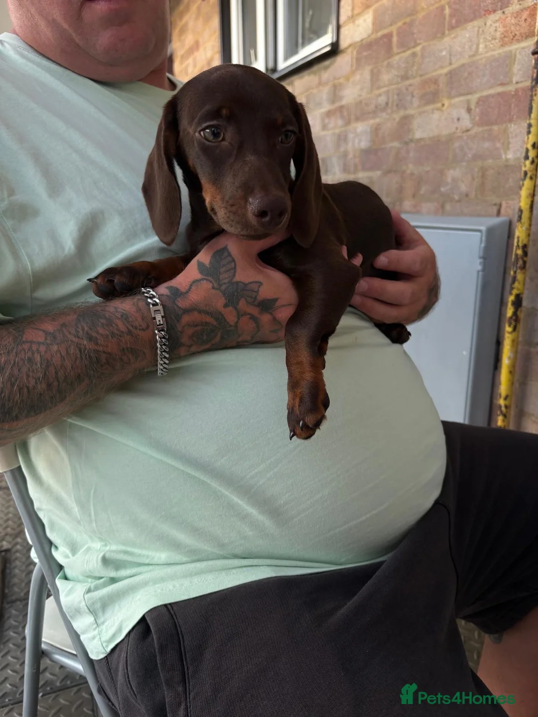 Dachshund dogs for sale: Dashhound in Woking - Advert 1