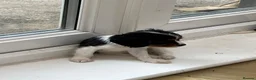 Cavalier King Charles Spaniel dogs for sale: Cavalier king Charles puppy for sale  - Advert 3