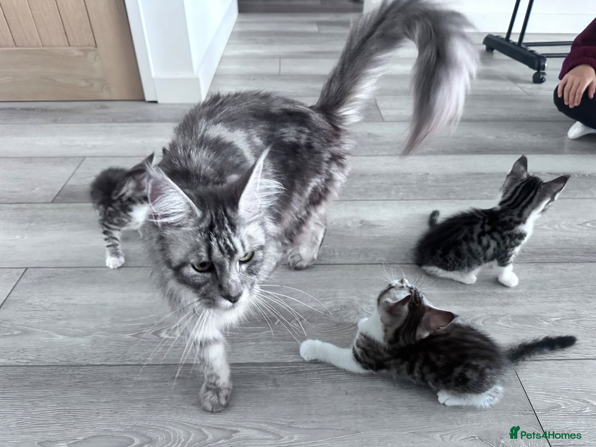 Maine Coon cats for sale: 3 beautiful Maine coon/ Mix boy kittens left  - Advert 12