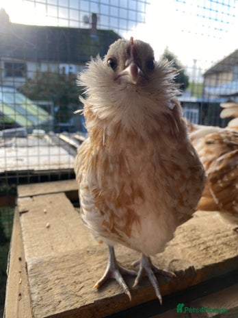 Chickens poultry Bantam chickens for sale - Advert 12