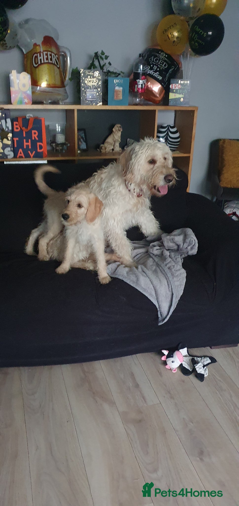 Double Doodle dogs Goldendoodle/Labradoodle 🐾REDUCED🐾 - Advert 7