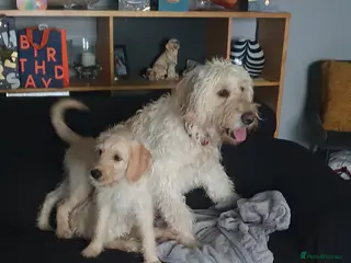 Double Doodle dogs Goldendoodle/Labradoodle 🐾REDUCED🐾 - Advert 7