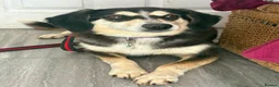Mixed Breed dogs for adoption: Spritzer - great Ellingham Norfolk  in Attleborough - Advert 3