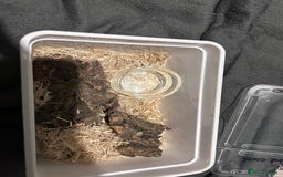 Snake reptiles for sale: Hognose hypo 66% het coral - Image 2