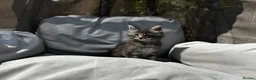 Maine Coon cats for sale: Majestic Maine Coon Kittens  - Advert 10