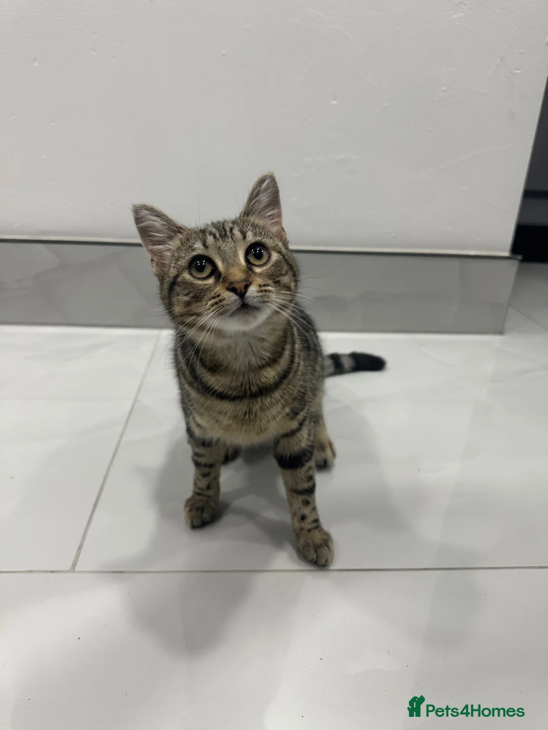 Bengal cats for sale: beautiful Bengal girl  in Peterborough - Advert 1