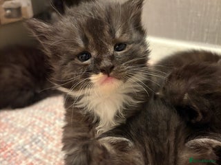 Maine Coon cats Maine coon x kittens only 1 boy available - Advert 18