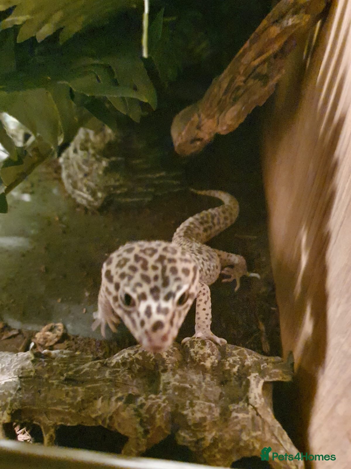 Leopard Gecko reptiles Leopard gecko for sale - Advert 1