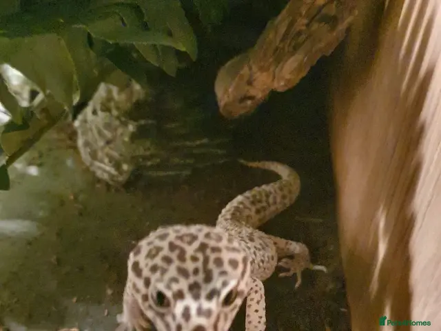 Leopard Gecko reptiles Leopard gecko for sale - Advert 1