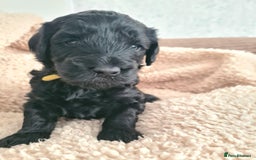 Labradoodle dogs for sale: Rare Roan Ebony Tiny/Mini Labradoodlese Puppies  - Image 12