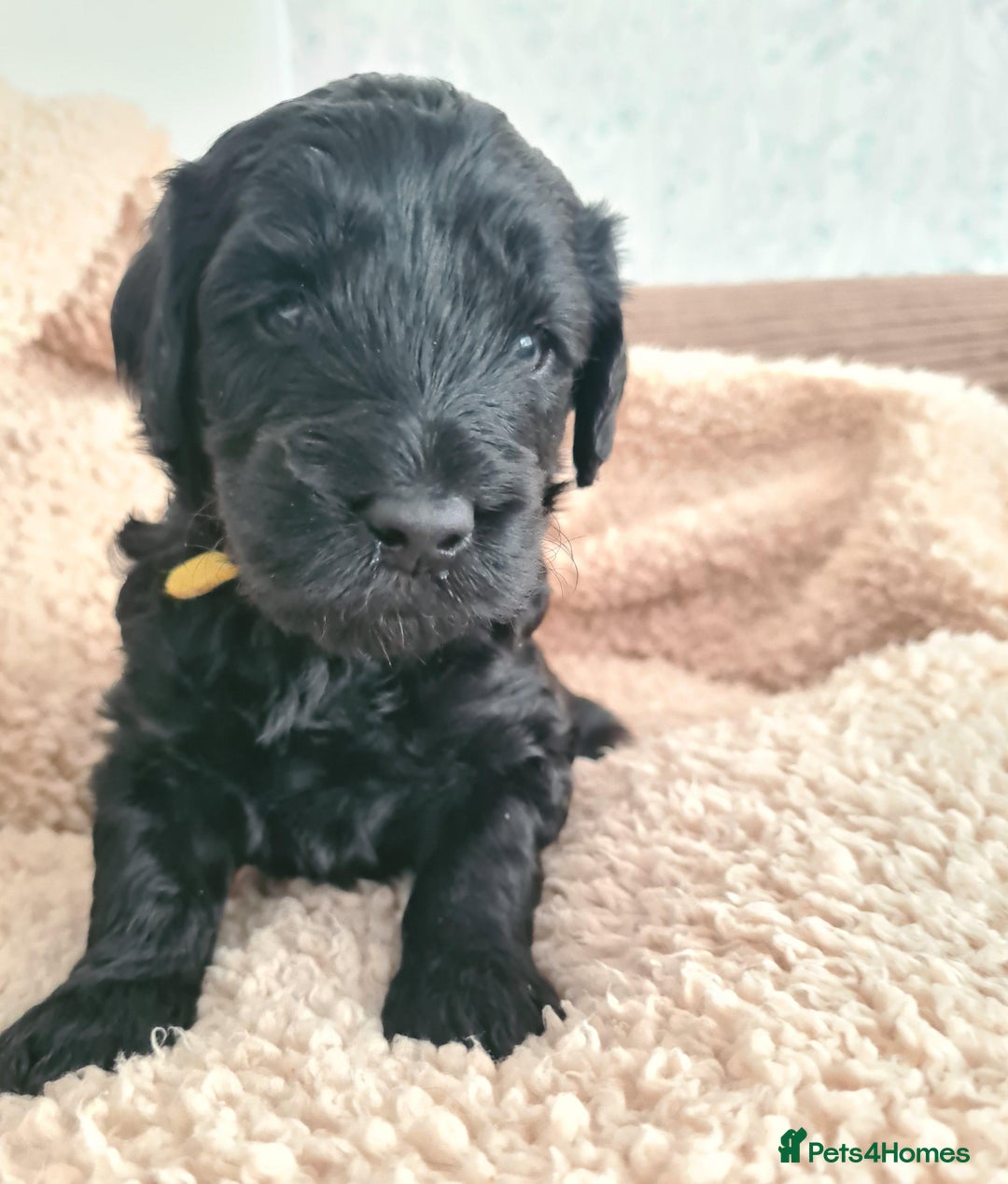 Labradoodle dogs for sale: Rare Roan Ebony Tiny/Mini Labradoodlese Puppies  - Image 12