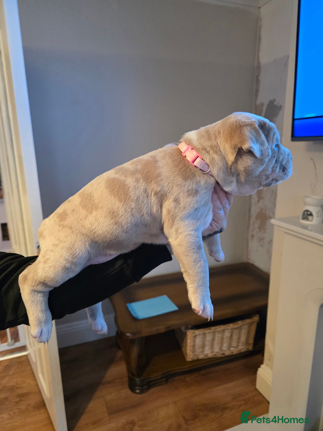 American Bully dogs for sale: Pocket Bully pups  - Image 8